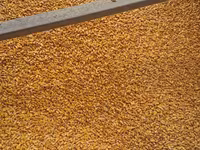 Porumb cu librare acasa 4,40 lei/kg — foto 2
