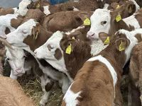 Bydło (partia, płeć nieokreślona), Russian Black pied cattle — zdjęcie 8