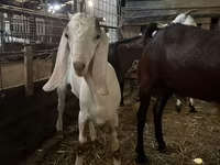 بکرا, Nubian Goat — تصویر 1