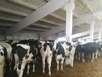 Bou, Rasa Holstein — foto 6