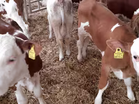 گاو نر, Simmental cattle — عکس 4