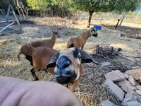 பெண் ஆடு, Cameroon sheep — புகைப்படம் 1