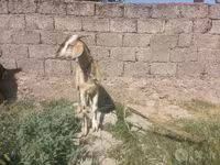 Dê cái, Dê — ảnh 4