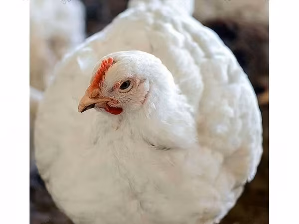 Chickens
