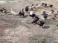 Ducks — fotografija 4