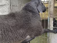 Beran, Hissar sheep — foto 6