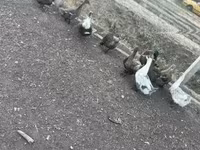 Ducks — photo 5