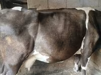 Ko, Holstein-race — foto 1