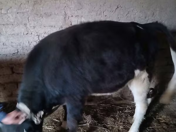 Bydło (partia, płeć nieokreślona), Russian Black pied cattle