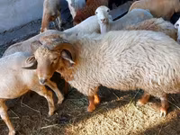 قوچ, گوسفند — عکس 3