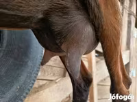 Koza, Alpine goat — foto 2