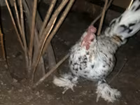Japanese Bantam — sawirka 2