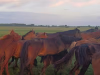 Hoppe, Heste — foto 2