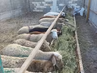 Sheep, Sheep — photo 3