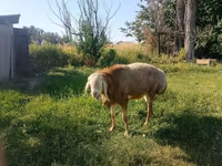 Montone, Arashan sheep — foto 8