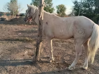 اسب نر, اسب — عکس 4