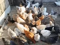Chickens — sawirka 3