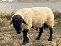 Kambing jantan, White Suffolk sheep — foto 5