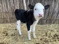Үнээ, Latvian Blue cattle — 5 зураг