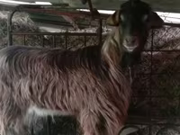 Ziegenbock, Saanen goat — Foto 2