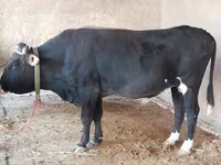 گاو نر, گاو — عکس 2