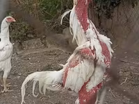 Shamo — zdjęcie 1