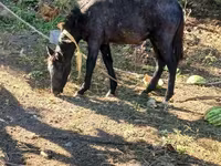 گھوڑا, گھوڑے — تصویر 1