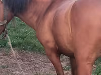 Hingst, Heste — foto 1