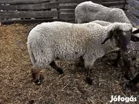 قوچ, گوسفند — عکس 2
