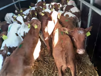 Bull, Cattle — photo 1