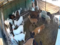 Kambing betina, Saanen goat — foto 4