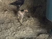 Chickens — عکس 4