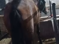 Էգ ձի, Budyonny horse — լուսանկար 8