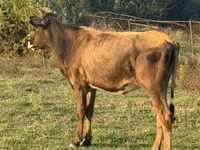 Mucca, Bovini — foto 2