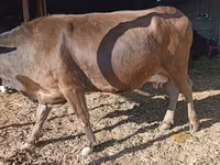 Үнээ, Swiss cattle — 6 зураг