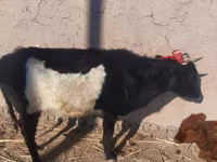 Lembu betina, Cattle — foto 2