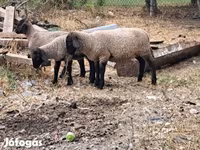 Ovce, Ovce — foto 4