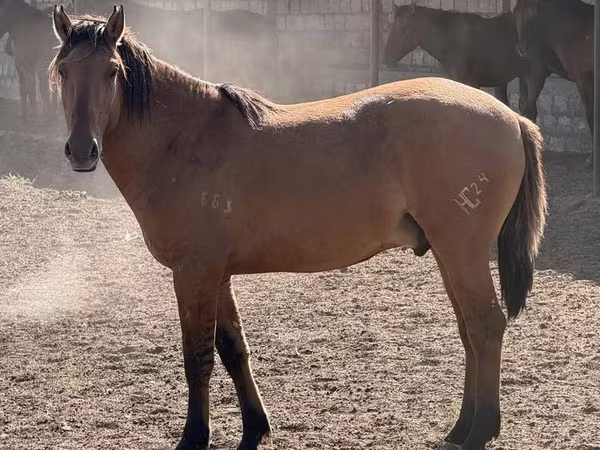 اسب نر, Mugalzhar horse