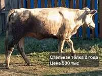 Dibi, Cattle — sawirka 7