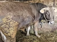Býk, Swiss cattle — foto 5