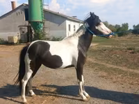 Klisna, Koně — foto 3