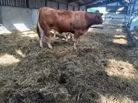 Ko, Limousin-ko. — foto 3