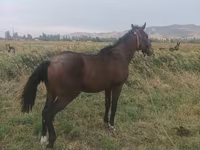 Kůň, Koně — foto 2