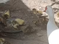 مسکوی خانگی — عکس 5