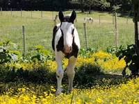 Άλογο, Gypsy horse — φωτογραφία 4