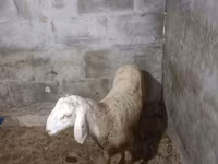 Вівця, Rhon sheep — фото 5