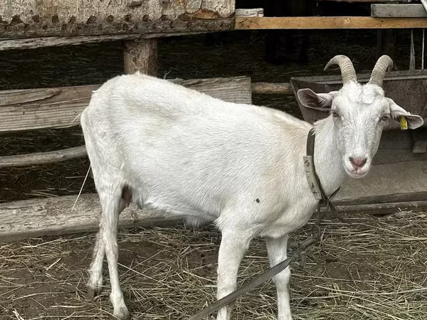 Keçi, Saanen goat