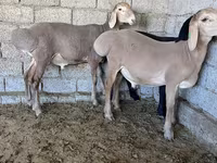 雄羊, Arashan sheep — 写真 4