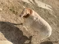 Kambing jantan, Dorper sheep — foto 7