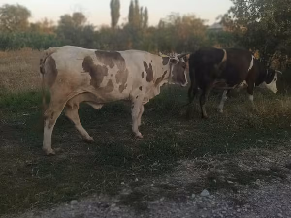 Cattle
